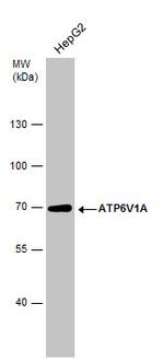 ATP6V1A Antibody in Western Blot (WB)