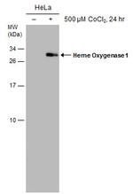 HMOX1 Antibody in Western Blot (WB)