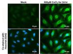 HMOX1 Antibody in Immunocytochemistry (ICC/IF)