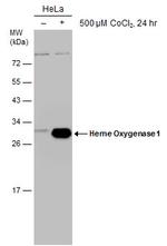 HMOX1 Antibody in Western Blot (WB)