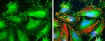 Non-Phospho-Paxillin (Tyr118) Antibody in Immunocytochemistry (ICC/IF)