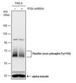 Non-Phospho-Paxillin (Tyr118) Antibody in Western Blot (WB)