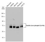 Non-Phospho-Paxillin (Tyr118) Antibody in Western Blot (WB)