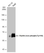 Non-Phospho-Paxillin (Tyr118) Antibody in Western Blot (WB)