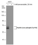 Non-Phospho-Paxillin (Tyr118) Antibody in Western Blot (WB)