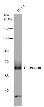 Paxillin Antibody in Western Blot (WB)