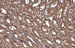 Paxillin Antibody in Immunohistochemistry (Paraffin) (IHC (P))