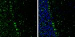 Phospho-p130Cas (Tyr249) Antibody in Immunohistochemistry (Frozen) (IHC (F))