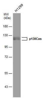 Phospho-p130Cas (Tyr249) Antibody in Western Blot (WB)