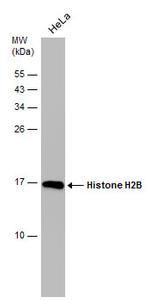 Histone H2B Antibody in Western Blot (WB)