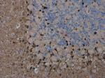 QKI Antibody in Immunohistochemistry (Paraffin) (IHC (P))