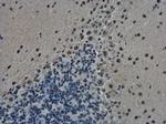 TDP-43 Antibody in Immunohistochemistry (Paraffin) (IHC (P))