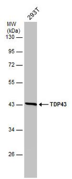 TDP-43 Antibody in Western Blot (WB)