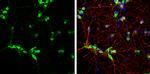 Syntenin 1 Antibody in Immunocytochemistry (ICC/IF)