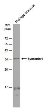 Syntenin 1 Antibody in Western Blot (WB)