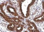 AGR2 Antibody in Immunohistochemistry (Paraffin) (IHC (P))