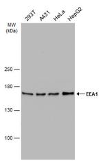 EEA1 Antibody in Western Blot (WB)