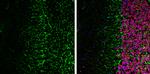 NF-H Antibody in Immunohistochemistry (Frozen) (IHC (F))