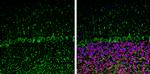 NF-H Antibody in Immunohistochemistry (Frozen) (IHC (F))