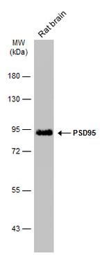 PSD-95 Antibody in Western Blot (WB)