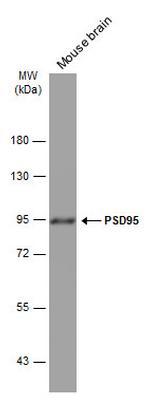 PSD-95 Antibody in Western Blot (WB)