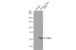 PAX3 Antibody in Western Blot (WB)