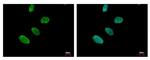 Ku80 Antibody in Immunocytochemistry (ICC/IF)