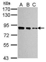 Ku80 Antibody in Western Blot (WB)