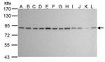 Ku80 Antibody in Western Blot (WB)