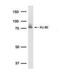 Ku80 Antibody in Western Blot (WB)