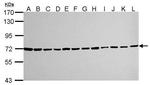 Ku70 Antibody in Western Blot (WB)