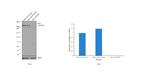 ATM Antibody in Western Blot (WB)