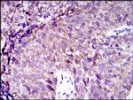 MRP4 Antibody in Immunohistochemistry (Paraffin) (IHC (P))