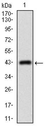 MRP4 Antibody in Western Blot (WB)