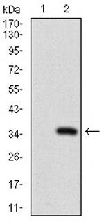 MRP4 Antibody in Western Blot (WB)