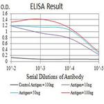 Arp3 Antibody in ELISA (ELISA)