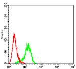 Arp3 Antibody in Flow Cytometry (Flow)