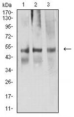 Arp3 Antibody in Western Blot (WB)