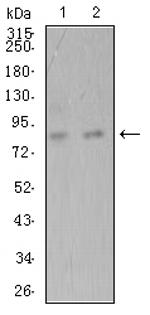 ADAMTS1 Antibody in Western Blot (WB)