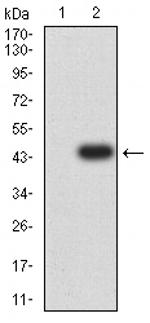 Centaurin alpha-1 Antibody in Western Blot (WB)