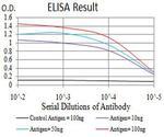 AEBP2 Antibody in ELISA (ELISA)