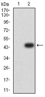 AEBP2 Antibody in Western Blot (WB)