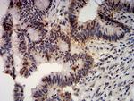 APC10 Antibody in Immunohistochemistry (Paraffin) (IHC (P))