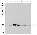 APC10 Antibody in Western Blot (WB)