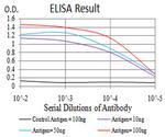 KDM1B Antibody in ELISA (ELISA)