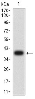 Aquaporin 2 Antibody in Western Blot (WB)