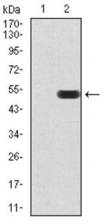 ATF3 Antibody in Western Blot (WB)