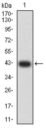 ATG4C Antibody in Western Blot (WB)