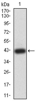 ATL1 Antibody in Western Blot (WB)