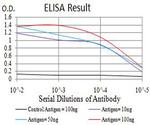 Bcl-B Antibody in ELISA (ELISA)